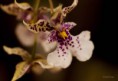 /album/l%27orchidee%3a-fleurs-des-songes-aux-contours-r%c3%aaveurs/orchidee-rose-et-blanche-087-jpg/
